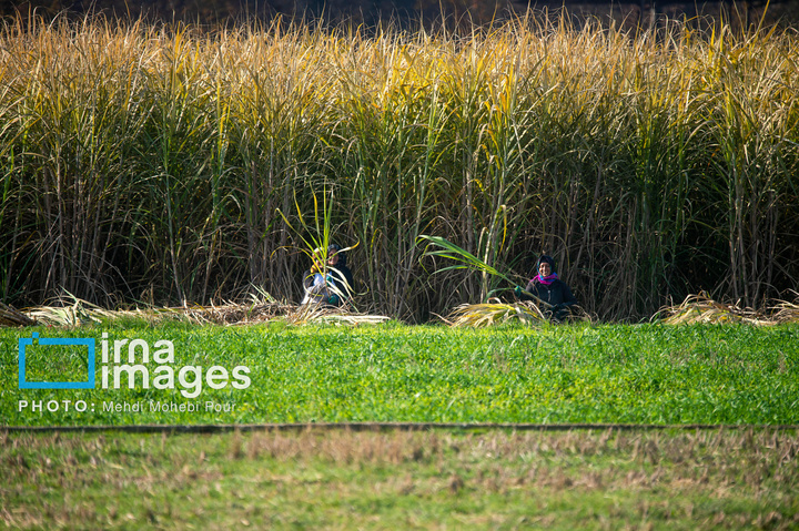 برداشت نیشکر از زمین های استان مازندران