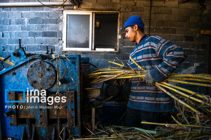 برداشت نیشکر از زمین های استان مازندران