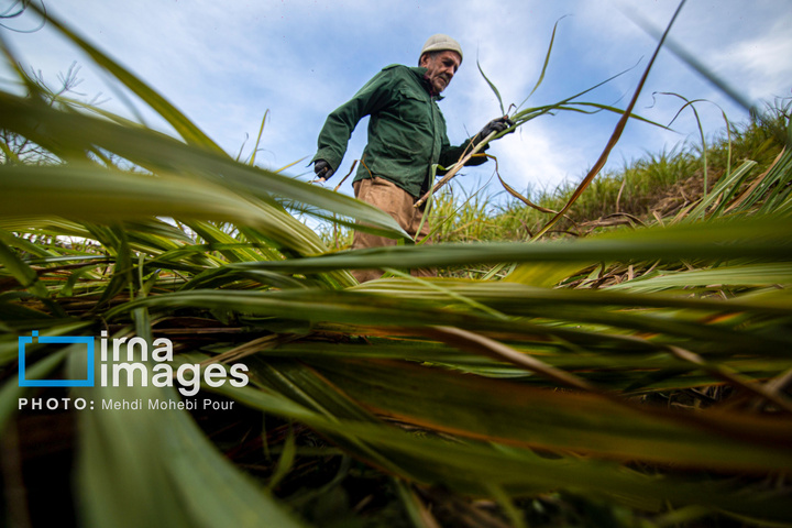 برداشت نیشکر از زمین های استان مازندران