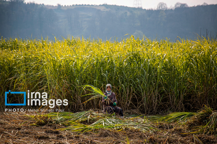 برداشت نیشکر از زمین های استان مازندران