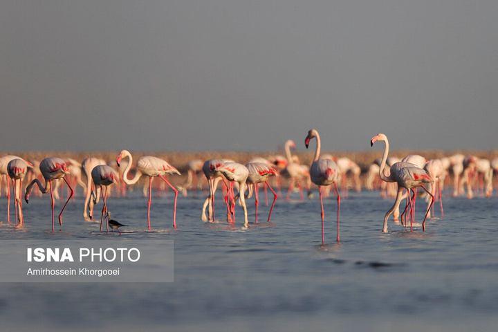 فلامینگوها میهمان آب‌های گرم خلیج فارس