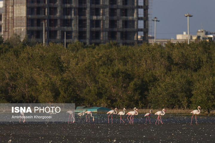 فلامینگوها میهمان آب‌های گرم خلیج فارس