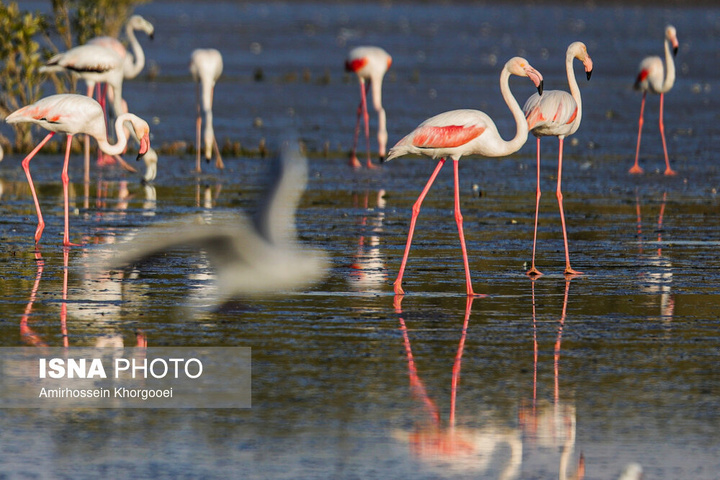 فلامینگوها میهمان آب‌های گرم خلیج فارس