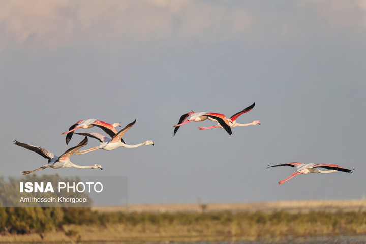 فلامینگوها میهمان آب‌های گرم خلیج فارس