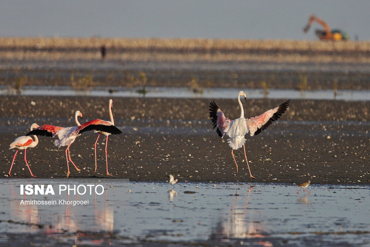 فلامینگوها میهمان آب‌های گرم خلیج فارس