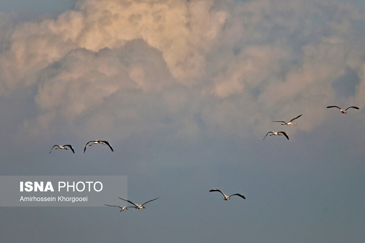 فلامینگوها میهمان آب‌های گرم خلیج فارس
