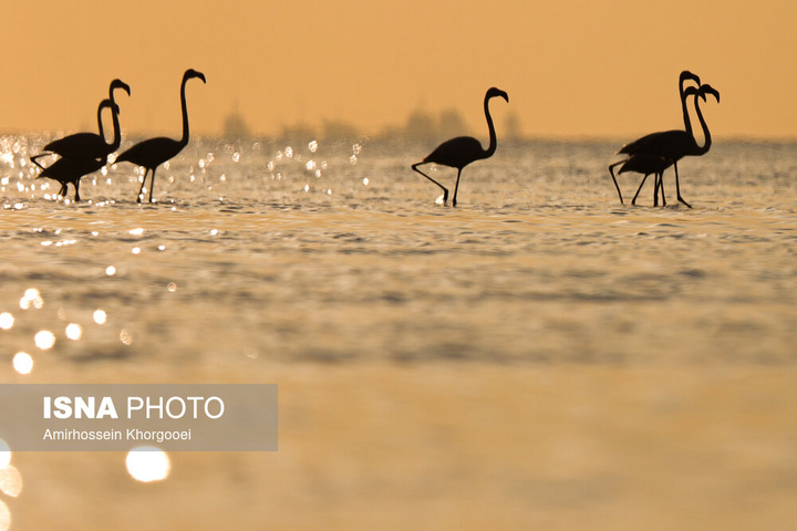 فلامینگوها میهمان آب‌های گرم خلیج فارس