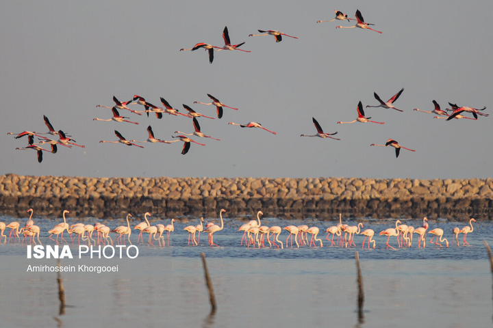 فلامینگوها میهمان آب‌های گرم خلیج فارس