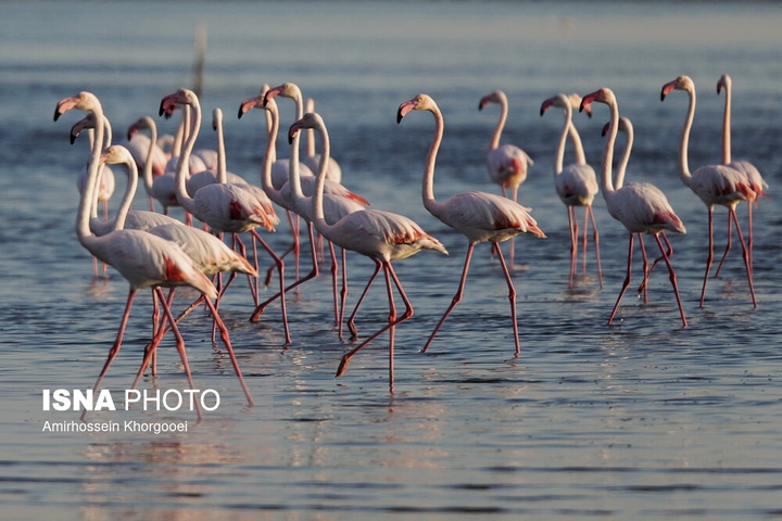 فلامینگوها میهمان آب‌های گرم خلیج فارس