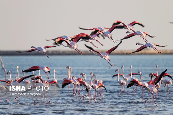 فلامینگوها میهمان آب‌های گرم خلیج فارس