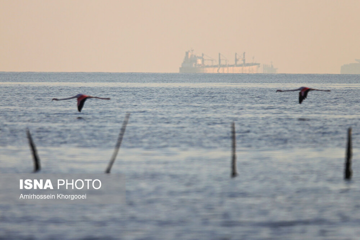 فلامینگوها میهمان آب‌های گرم خلیج فارس