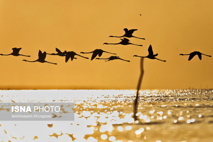 فلامینگوها میهمان آب‌های گرم خلیج فارس