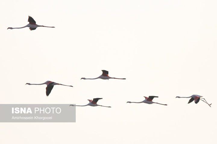 فلامینگوها میهمان آب‌های گرم خلیج فارس