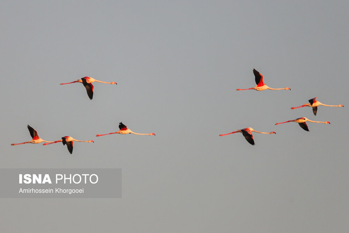 فلامینگوها میهمان آب‌های گرم خلیج فارس
