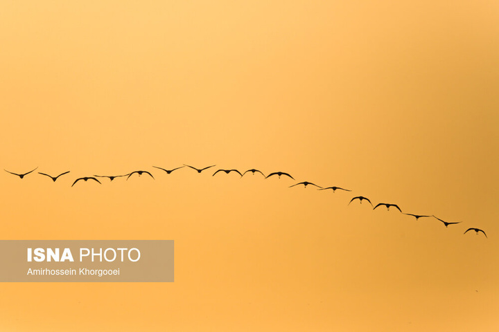 فلامینگوها میهمان آب‌های گرم خلیج فارس