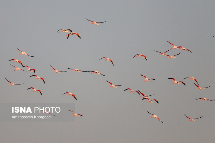 فلامینگوها میهمان آب‌های گرم خلیج فارس