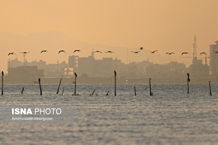 فلامینگوها میهمان آب‌های گرم خلیج فارس