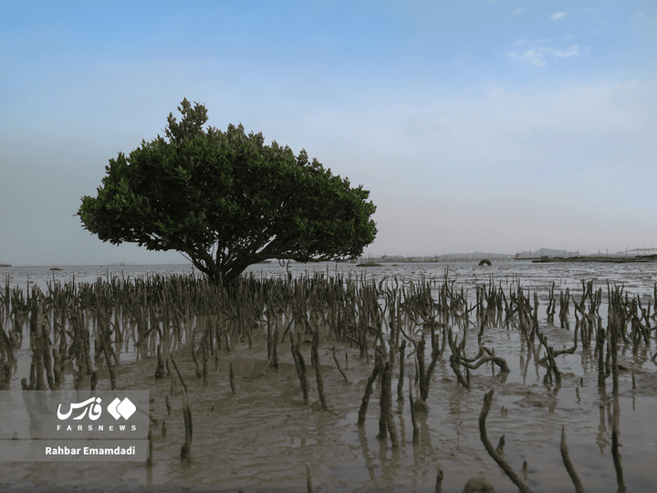 خلیج فارس پاره تن ایران