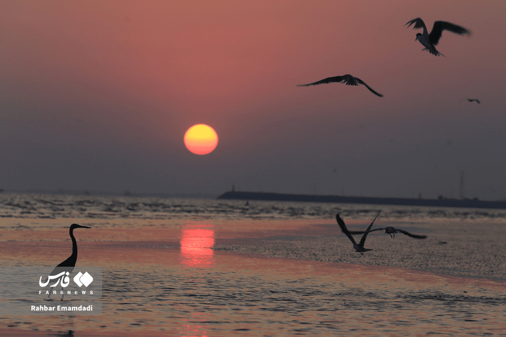 خلیج فارس پاره تن ایران