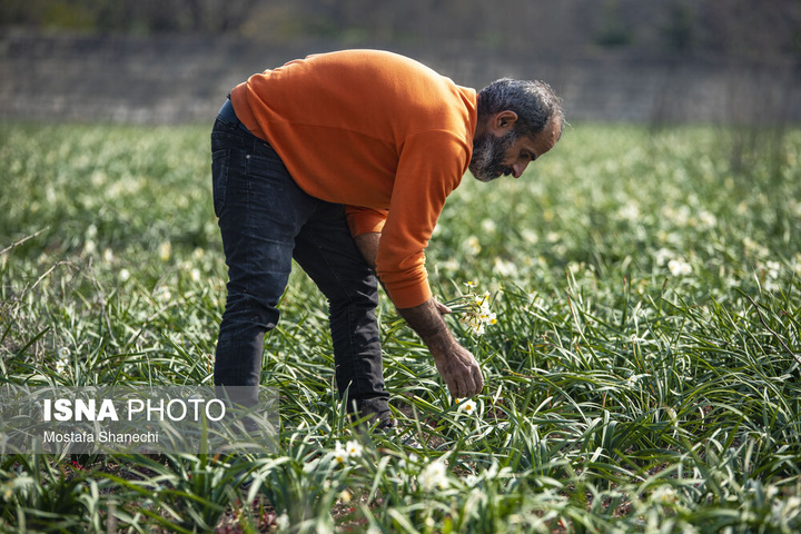 برداشت گل نرگس _ ساری