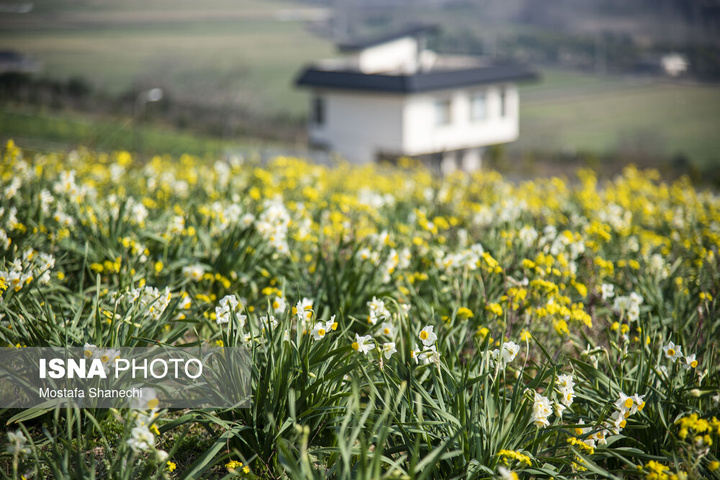 برداشت گل نرگس _ ساری