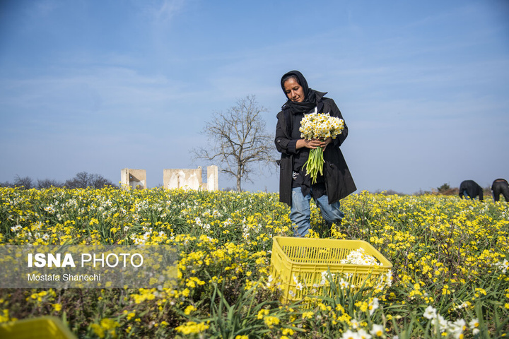 برداشت گل نرگس _ ساری