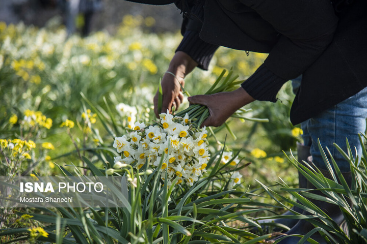 برداشت گل نرگس _ ساری