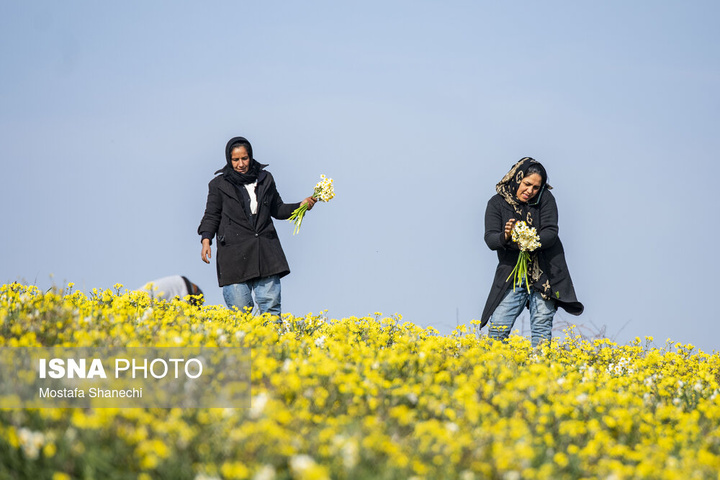 برداشت گل نرگس _ ساری