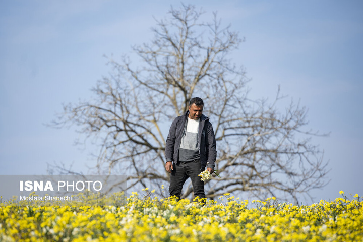 برداشت گل نرگس _ ساری