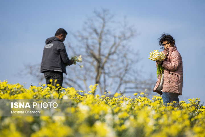 برداشت گل نرگس _ ساری