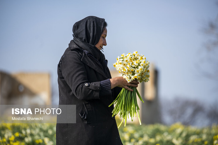 برداشت گل نرگس _ ساری