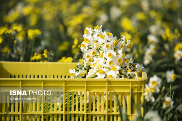 برداشت گل نرگس _ ساری