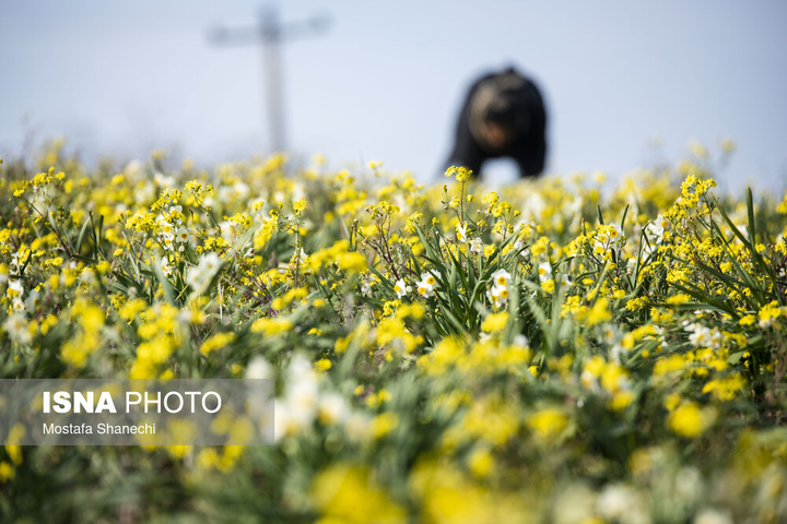 برداشت گل نرگس _ ساری