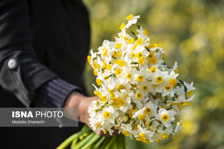 برداشت گل نرگس _ ساری