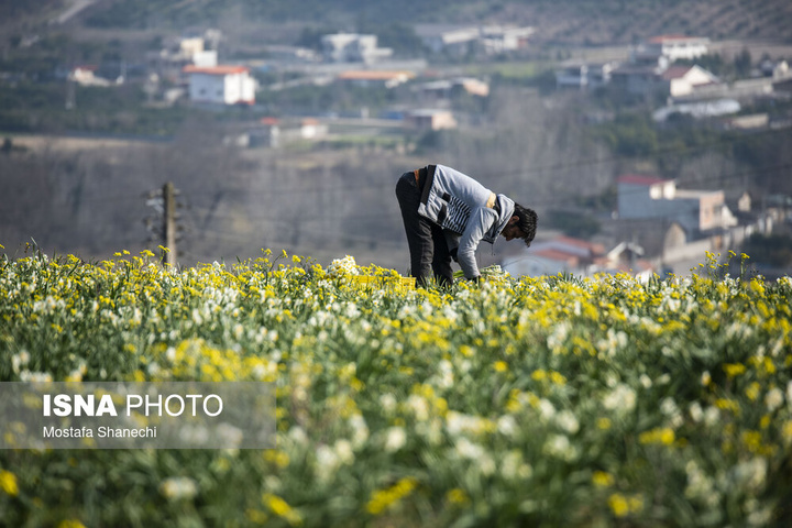 برداشت گل نرگس _ ساری