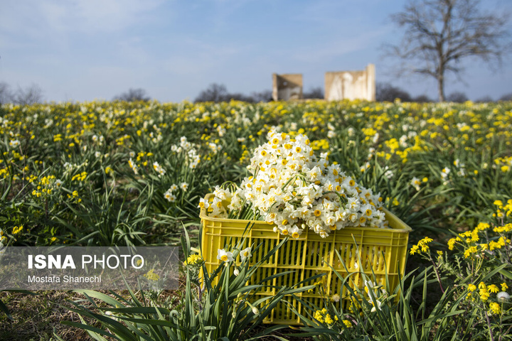 برداشت گل نرگس _ ساری