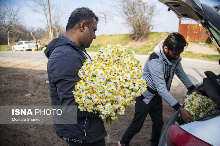 برداشت گل نرگس _ ساری