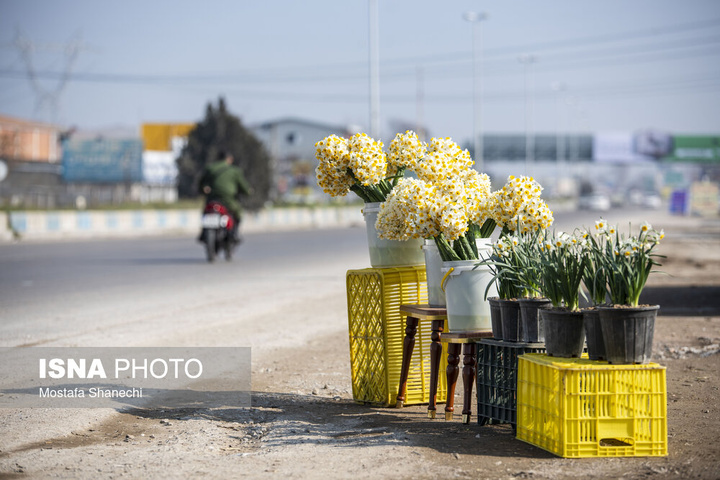 برداشت گل نرگس _ ساری