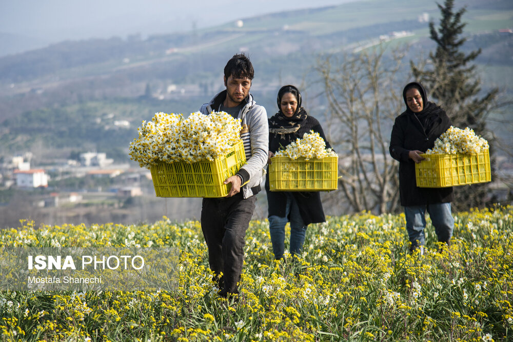 برداشت گل نرگس _ ساری