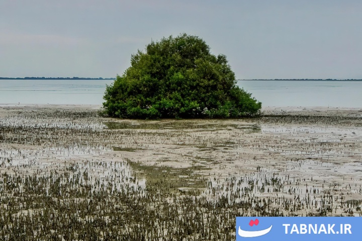 ایرانِ شگفت‌انگیز؛ بندر لافت، نگین خلیج فارس