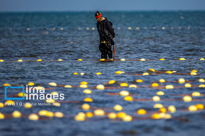 صید ماهی در خزر