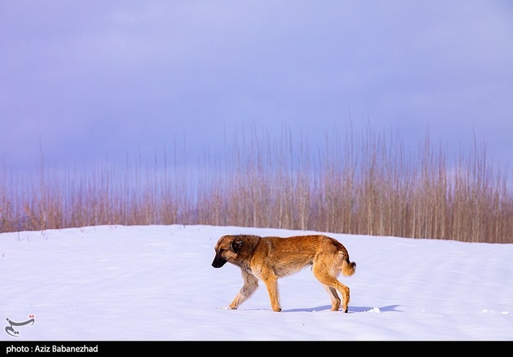 بارش برف در مناطق سردسیر خرم اباد