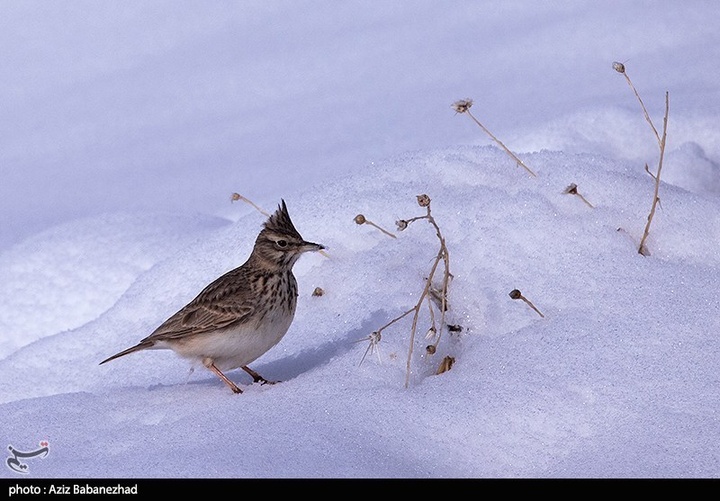 بارش برف در مناطق سردسیر خرم اباد