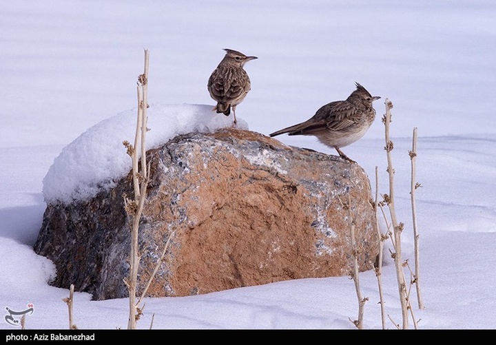 بارش برف در مناطق سردسیر خرم اباد