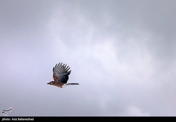 بارش برف در مناطق سردسیر خرم اباد
