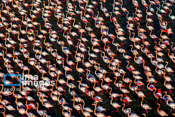 پرندگان مهاجر