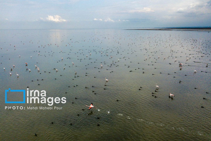 پرندگان مهاجر