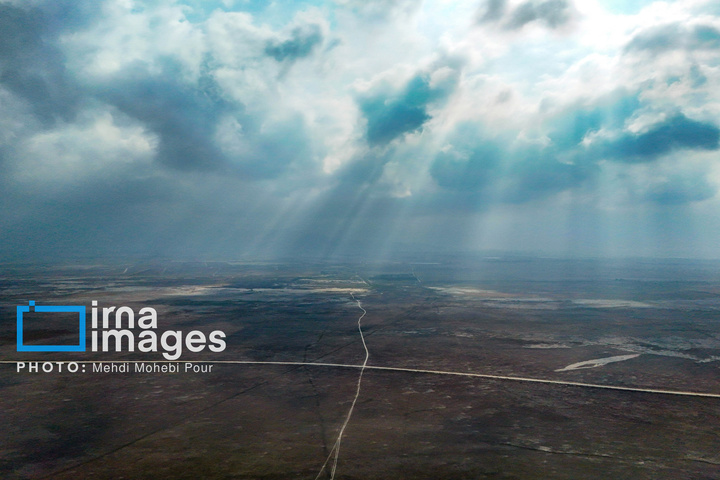 پرندگان مهاجر