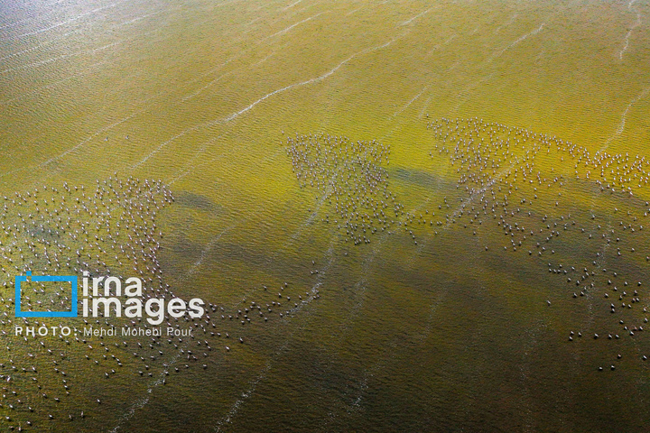 پرندگان مهاجر