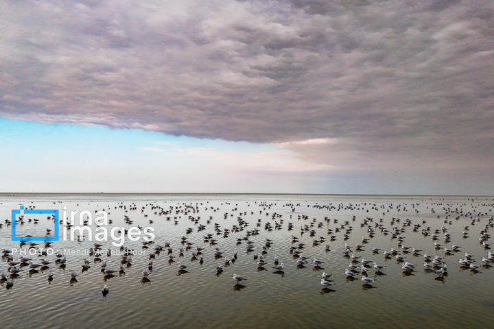 پرندگان مهاجر